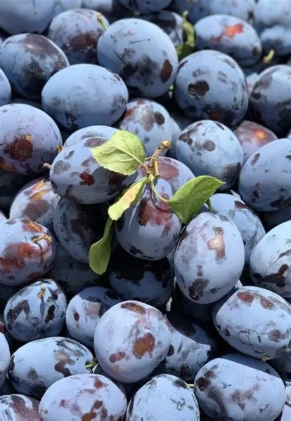 'ЧЕРНОСЛИВ'  PLU:1301